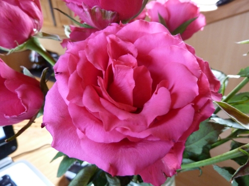 rose4myrose